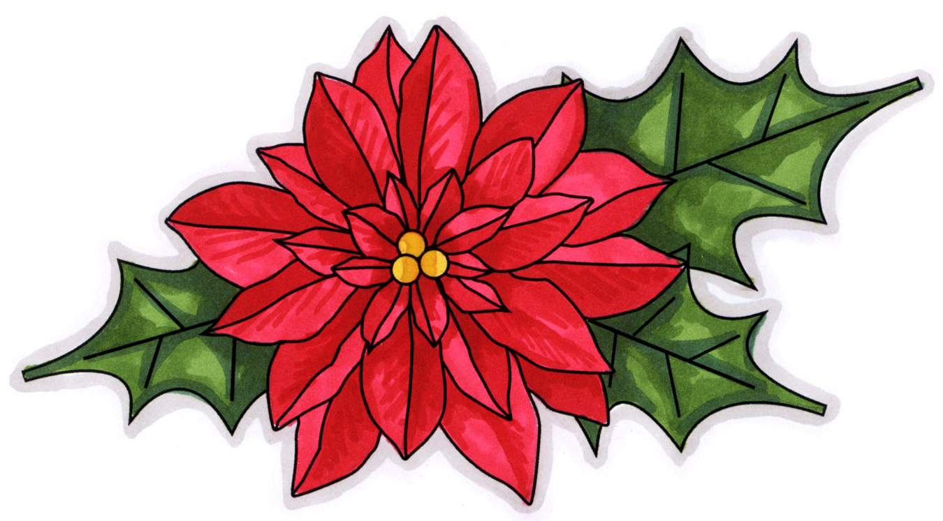 poinsettia